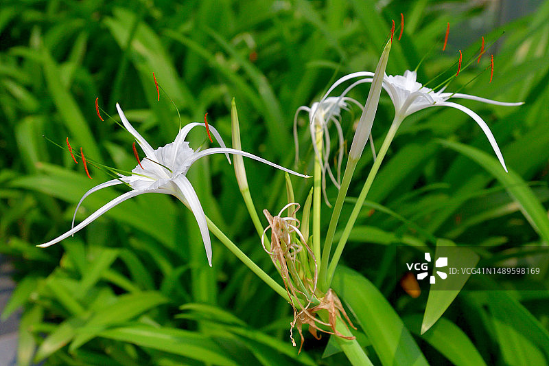 蜘蛛百合图片素材