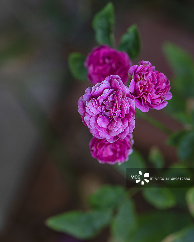 花园里的粉色玫瑰花束图片素材