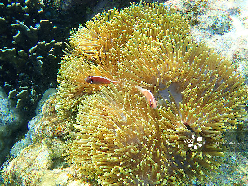 富贵岛珊瑚图片素材