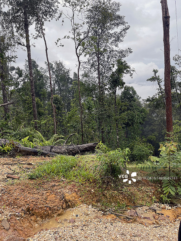 苏门答腊雨林砍伐图片素材