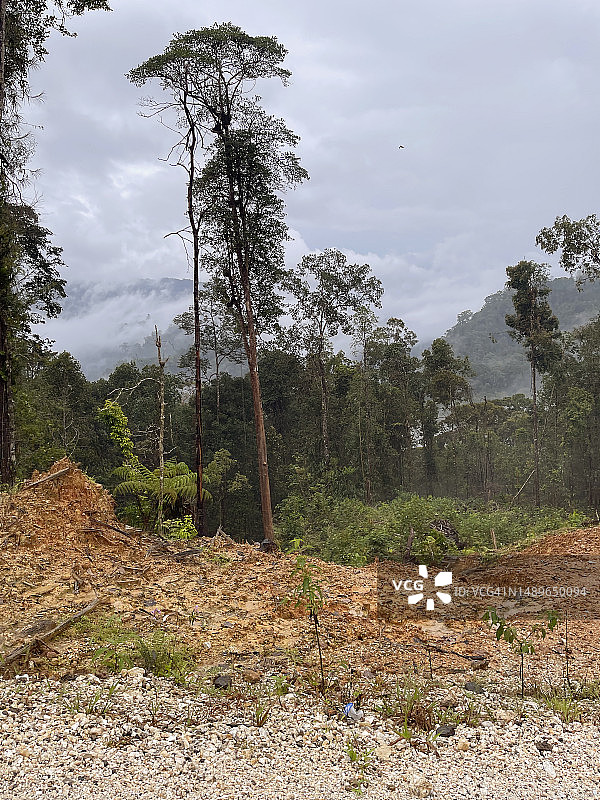 苏门答腊雨林砍伐图片素材