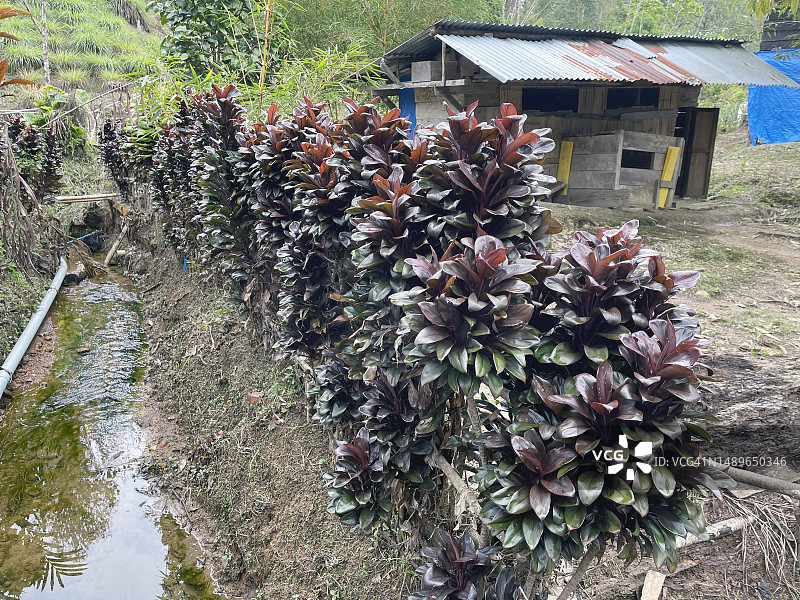 苏门答腊观赏植物图片素材