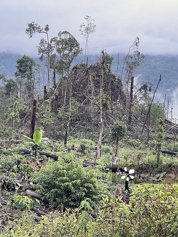 苏门答腊雨林砍伐和火山锥图片素材