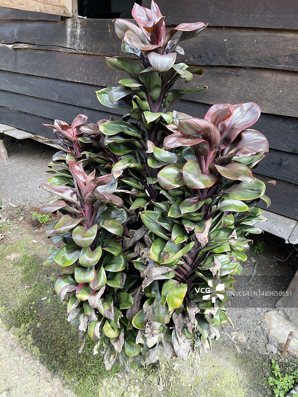 苏门答腊观赏植物图片素材