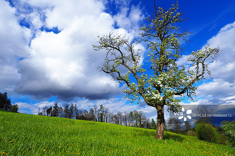 瑞士阿尔卑斯山春天草甸上盛开的梨树图片素材