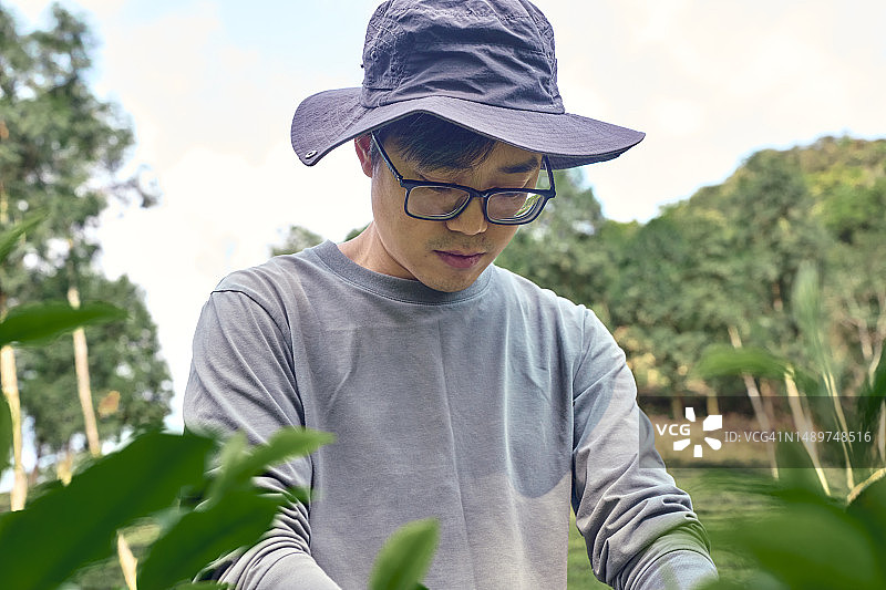 亚洲女性在茶园采摘茶叶图片素材