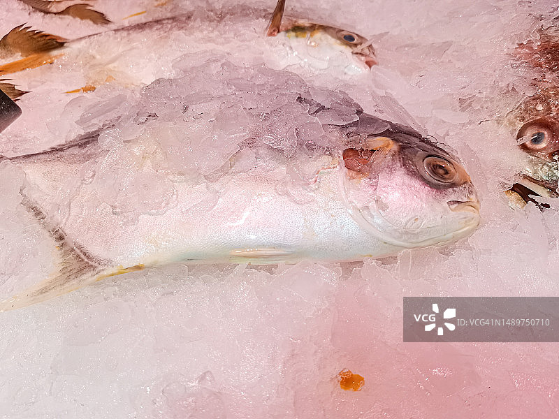 冷冻冰鲜鲳鱼图片素材