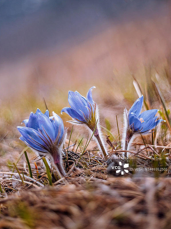 橙色草地上的三朵蓝色早春丁香花图片素材
