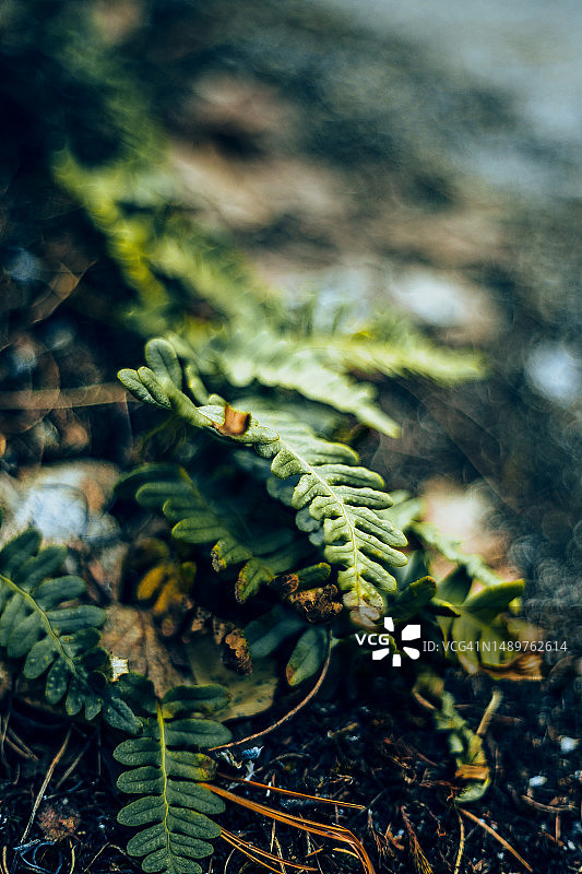 黑暗森林背景中的抽象绿色蕨类植物图片素材