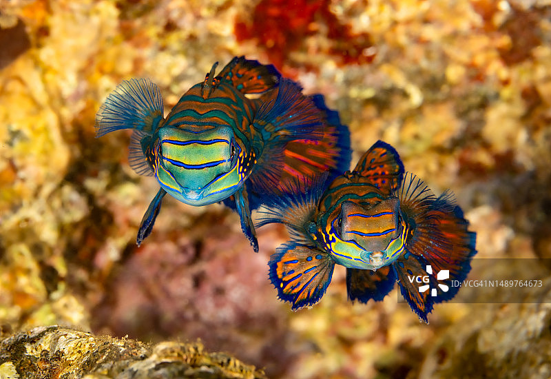 一对麒麟鱼，印度尼西亚班达尼拉岛图片素材