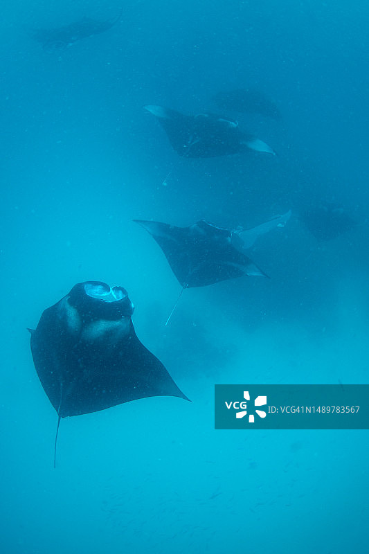 在马尔代夫Baa环礁Hanifaru湾水域中，大量蝠鲼或 mobula 射线以桡足类为食。图片素材