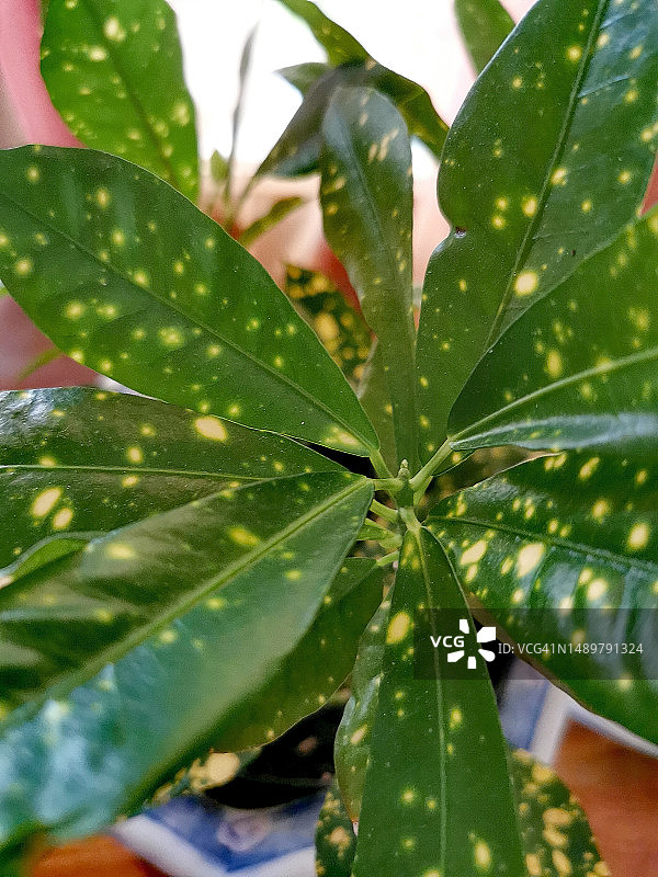 金叶兰图片素材