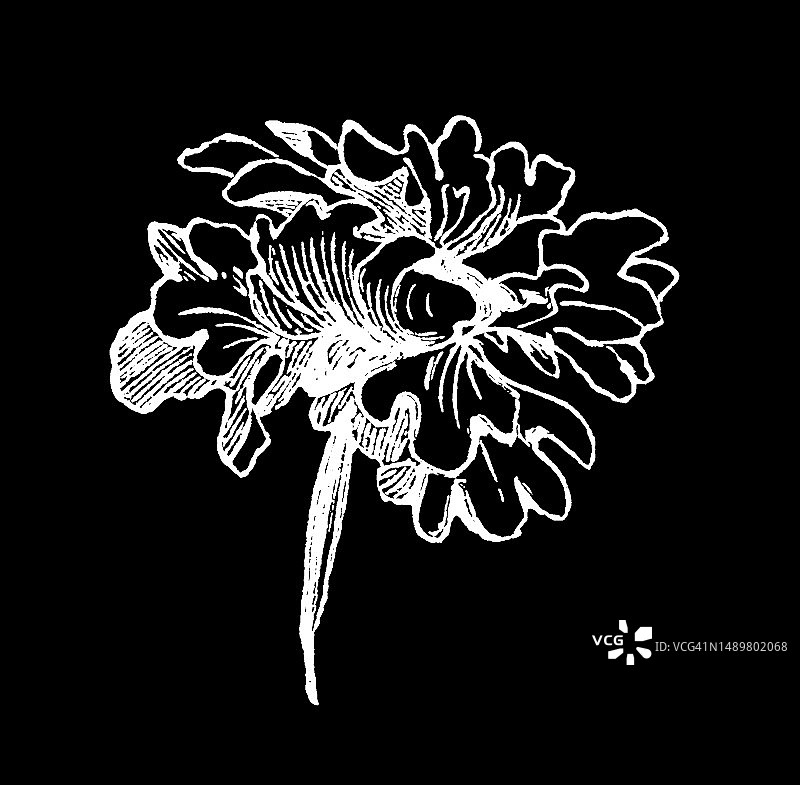 克拉克花属植物古版画插图图片素材