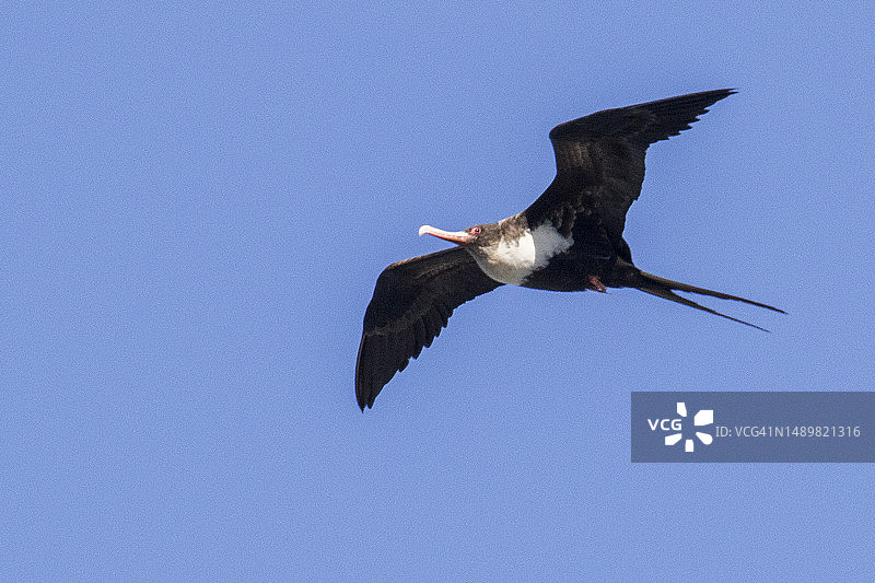 飞翔的军舰鸟雌鸟图片素材