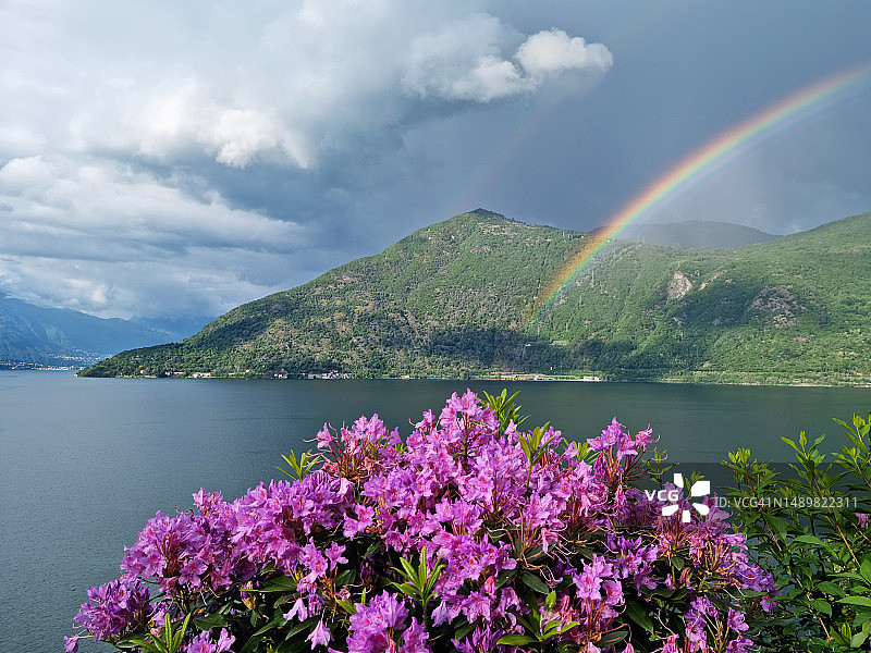 五月马焦雷湖岸边盛开的杜鹃花（联合国教科文组织生物圈保护区提契诺-瓦尔格兰德-韦尔巴诺）图片素材