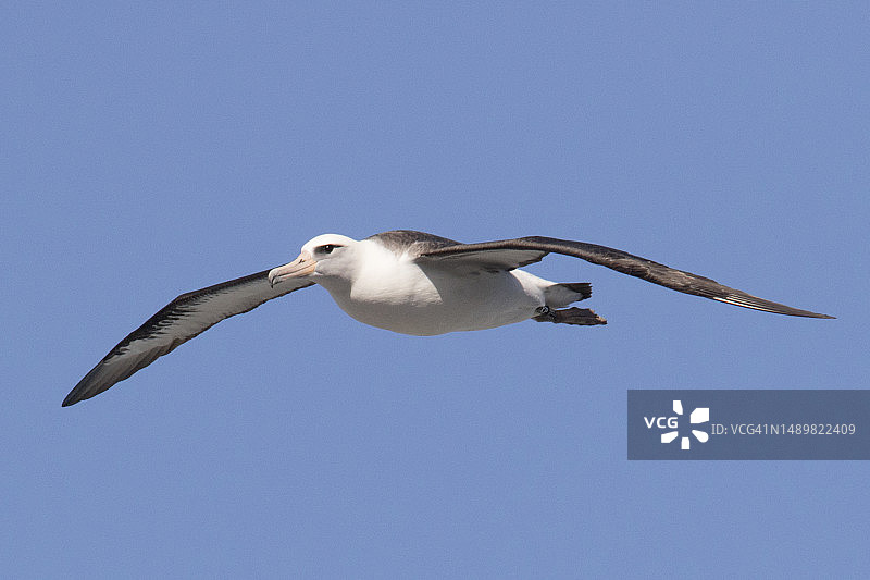莱桑信天翁飞翔图片素材