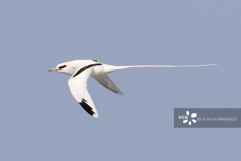 飞翔的白尾热带鸟图片素材