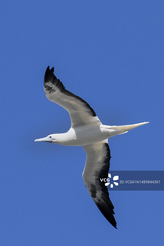红脚鲣鸟飞行图片素材