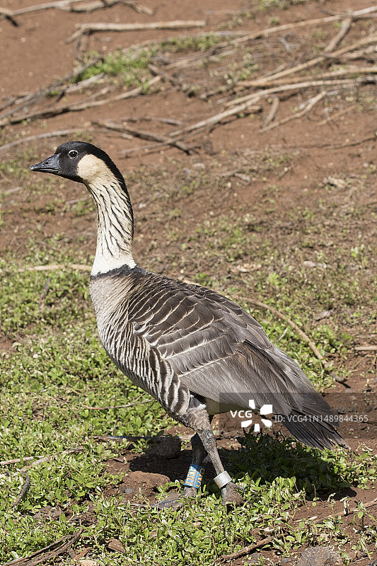 夏威夷雁图片素材