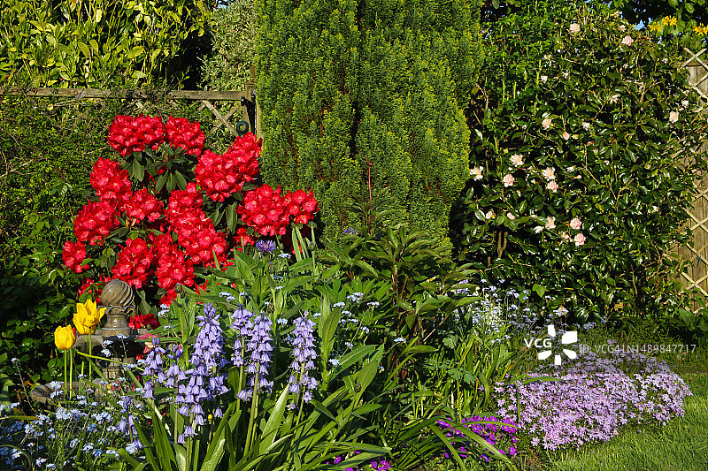 英国春季花园：风信子、杜鹃花和福禄考图片素材