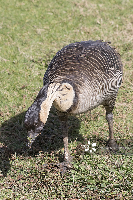 夏威夷雁图片素材