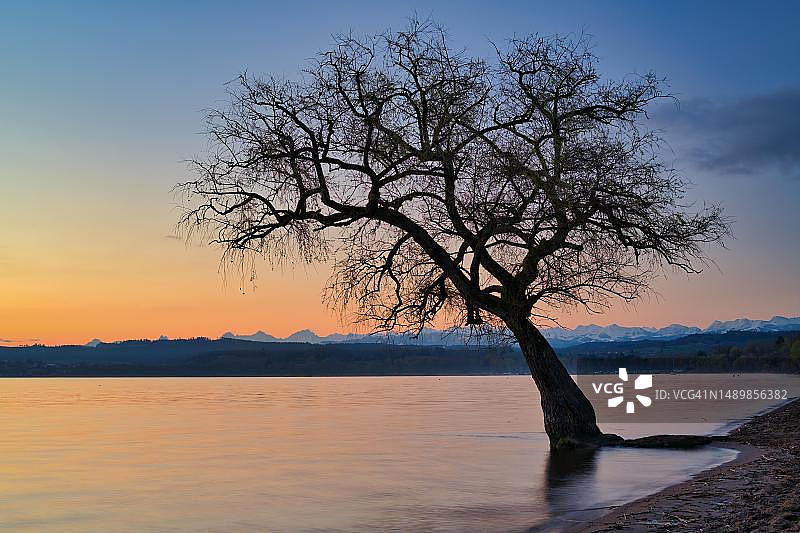 瑞士瓦aud州穆尔滕湖的无叶树与雪山图片素材