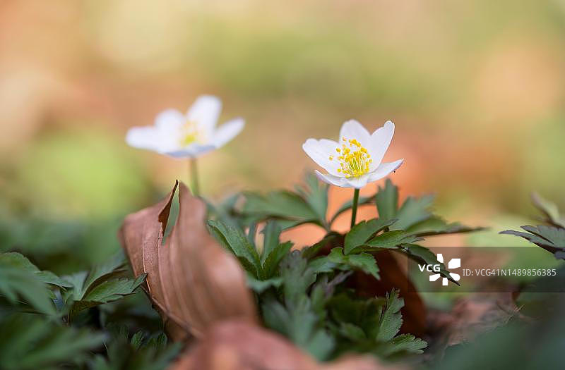 德国北莱茵-威斯特法伦森林中盛开的白头翁图片素材