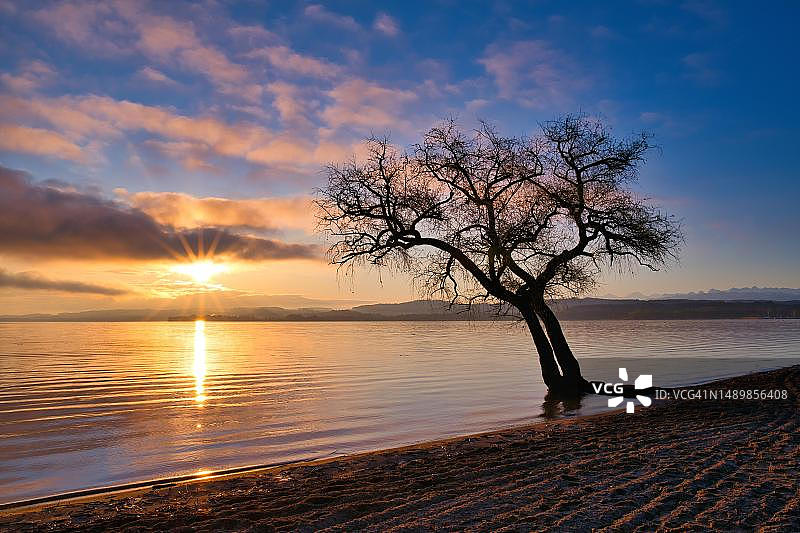 穆尔滕湖沙滩上的无叶树，瑞士沃州日出时的多云景象图片素材