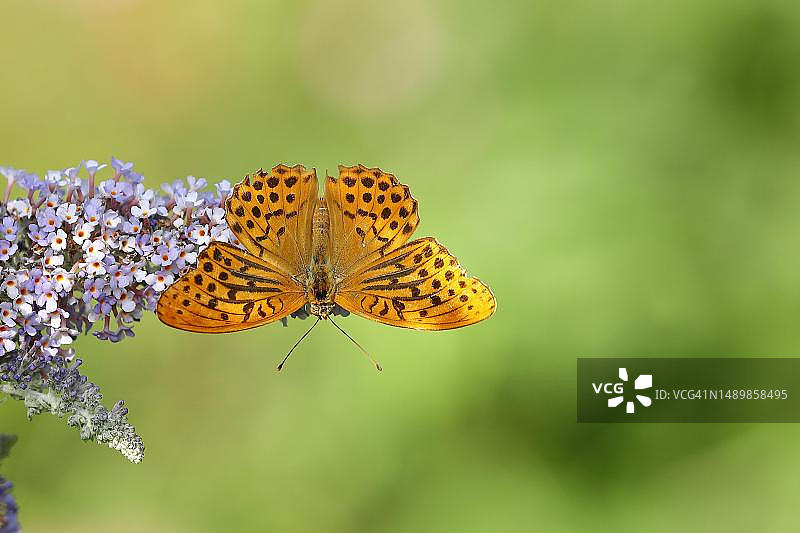 银色洗涤的贝母蝴蝶停留在夏季丁香或蝴蝶灌木的花序上图片素材