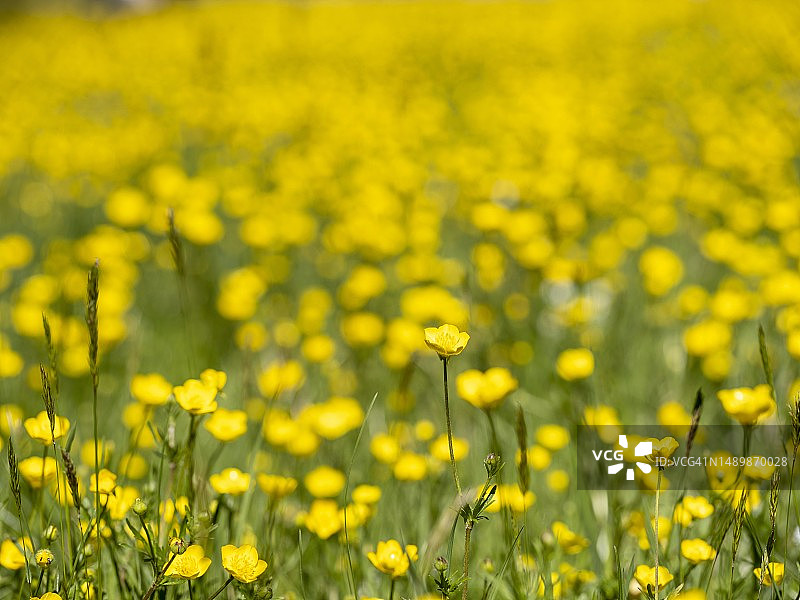 德国巴特洪堡水疗花园草地上的毛茛花图片素材