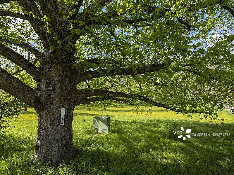 德国巴特洪堡温泉花园草甸中的土耳其榛树(Corylus colurna)图片素材
