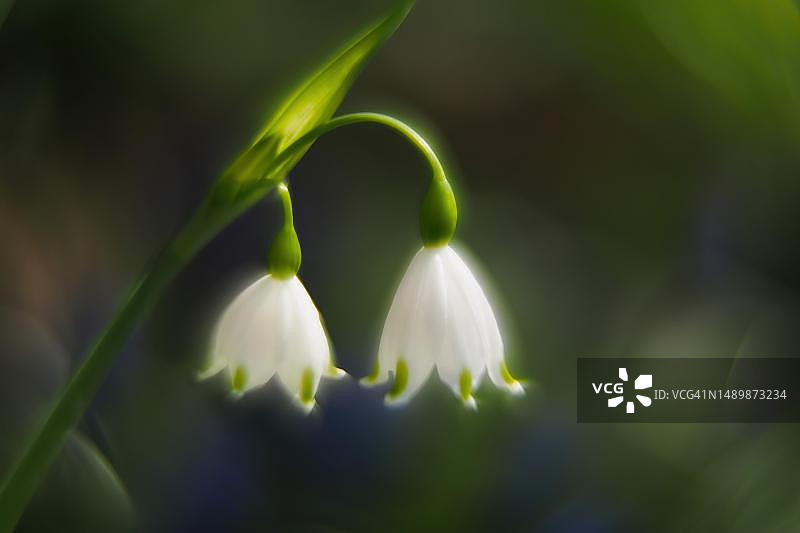 德国黑森邦的春季雪花图片素材
