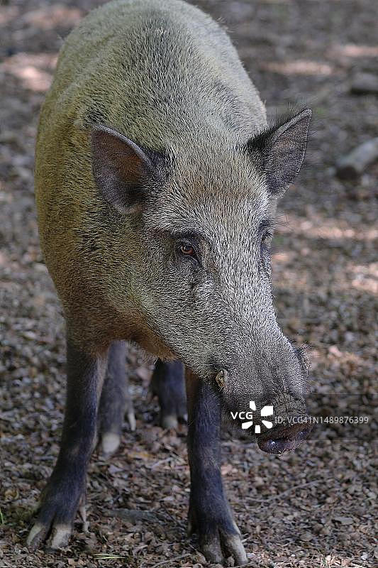 德国黑森的野猪图片素材
