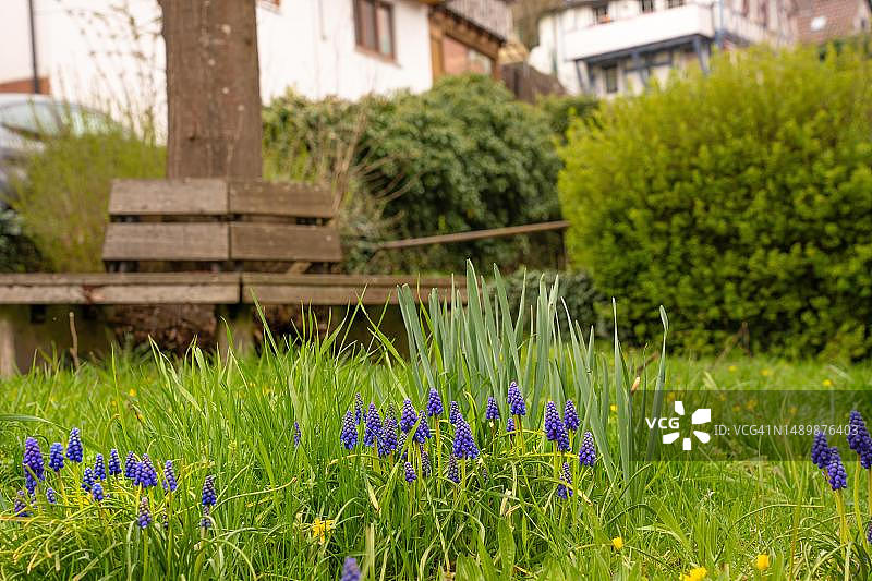 德国黑森林卡尔夫，美丽地方的长椅前草地上的春季花卉图片素材