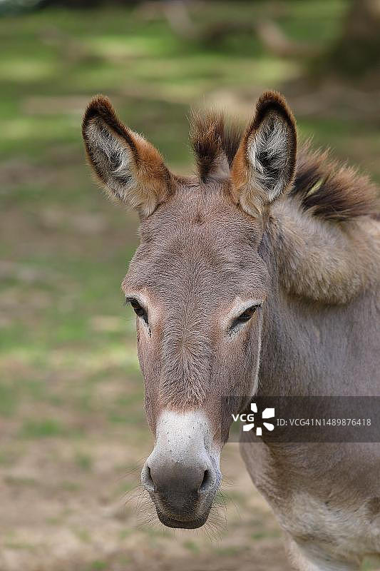 豪塞尔（驴），动物肖像，德国莱茵兰-普法尔茨图片素材