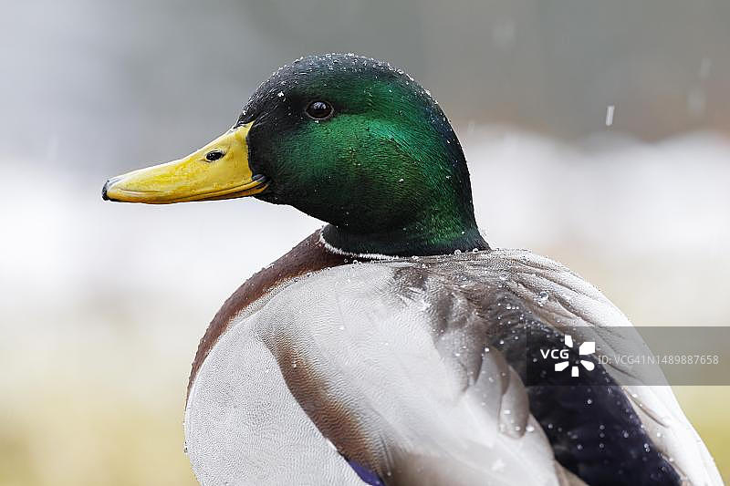 绿头鸭雄鸟冬季肖像，德国石勒苏益格-荷尔斯泰因图片素材