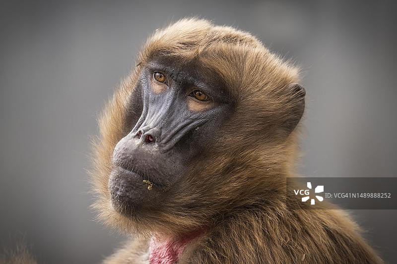 狮尾狒肖像，拍摄于德国图片素材