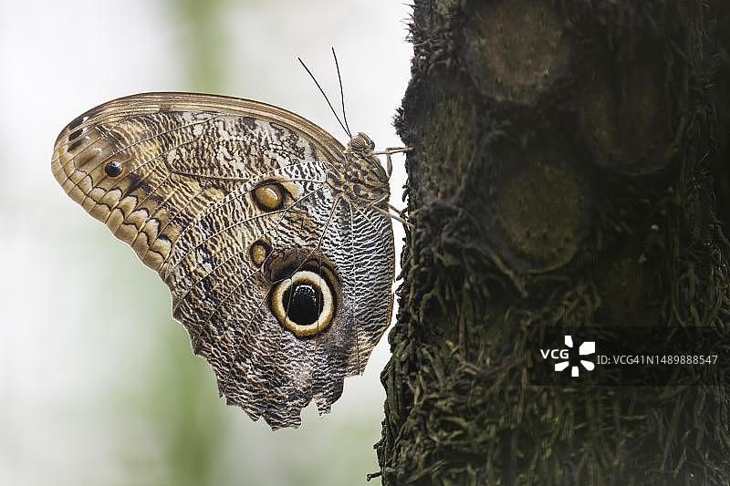 蝴蝶，香蕉眼蝶（Caligo memnon），人工饲养，德国巴登-符腾堡州图片素材