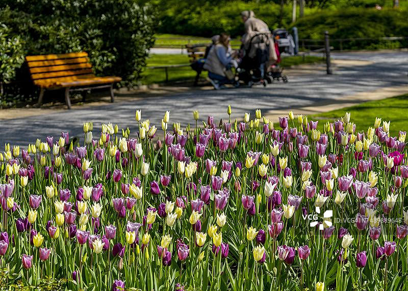 德国柏林公园花坛里的黄色紫色郁金香图片素材