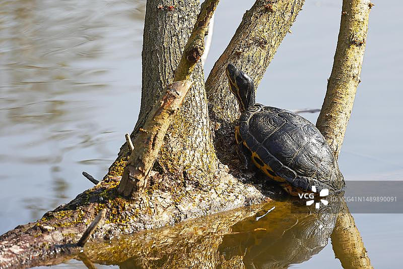 在德国汉堡水中树干上晒太阳的黄腹彩龟图片素材