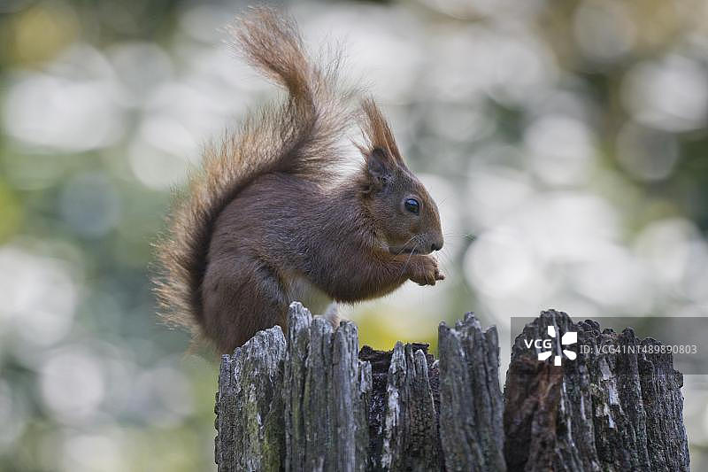 德国下萨克森州埃姆斯兰地区的欧亚红松鼠图片素材