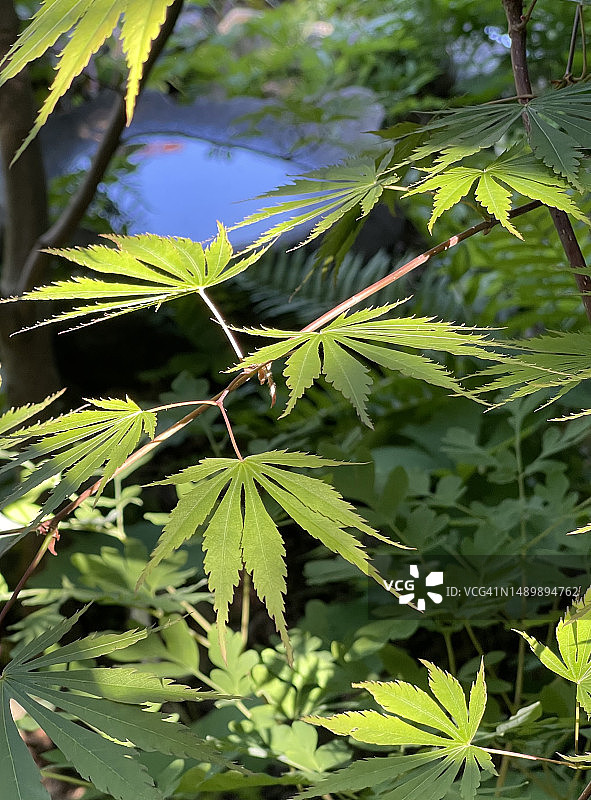 俄勒冈州波特兰的日本枫树，傍晚光线图片素材