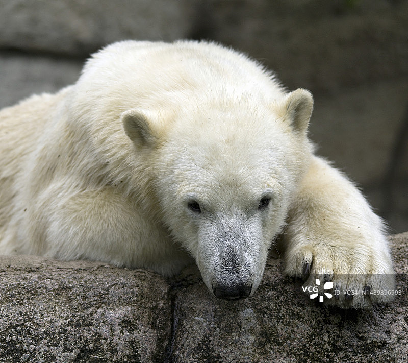北极熊图片素材