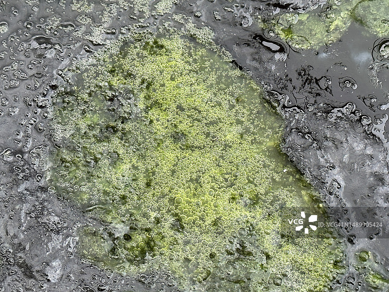 表面上的霉菌和藻类堆积图片素材