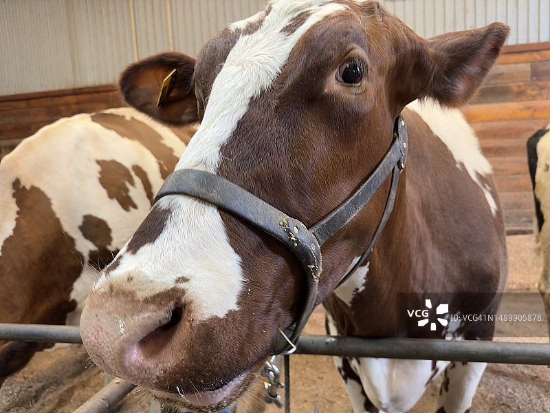 奶牛肖像图片素材