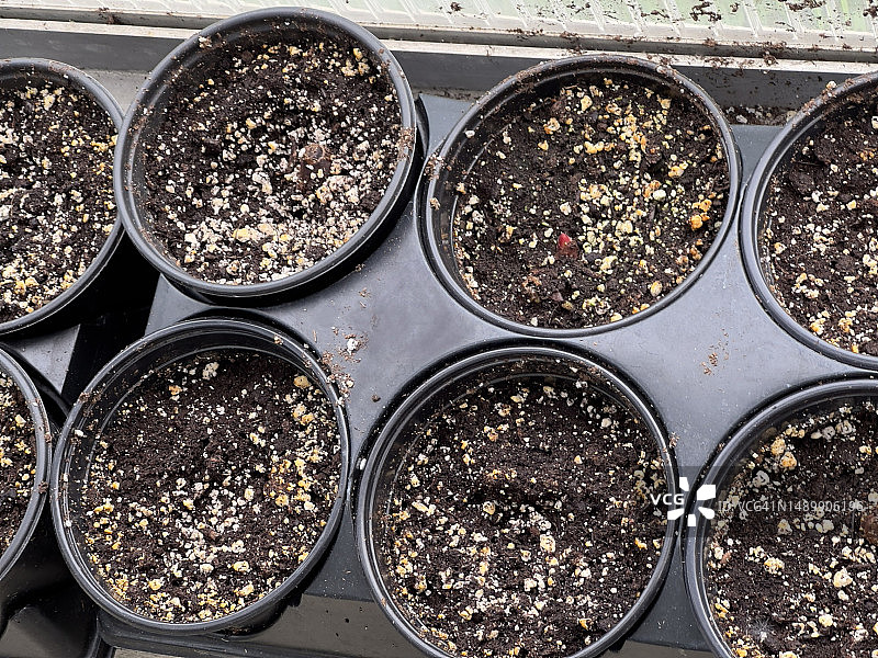 装有盆栽土的植物盆栽图片素材