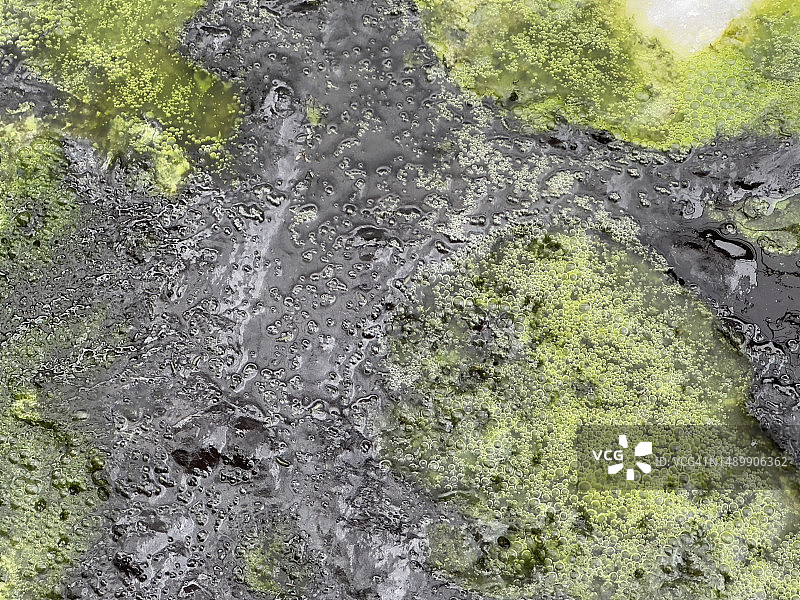 藻类和霉菌孢子的生长图片素材