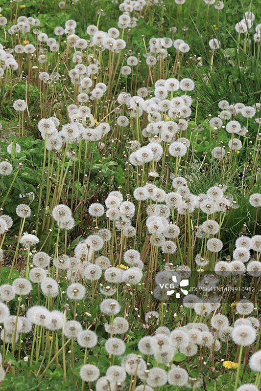 带春天种子头的蒲公英植物图片素材