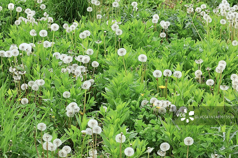 杂草丛生的蒲公英植物草地图片素材