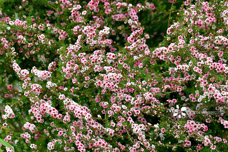 新西兰茶树花图片素材